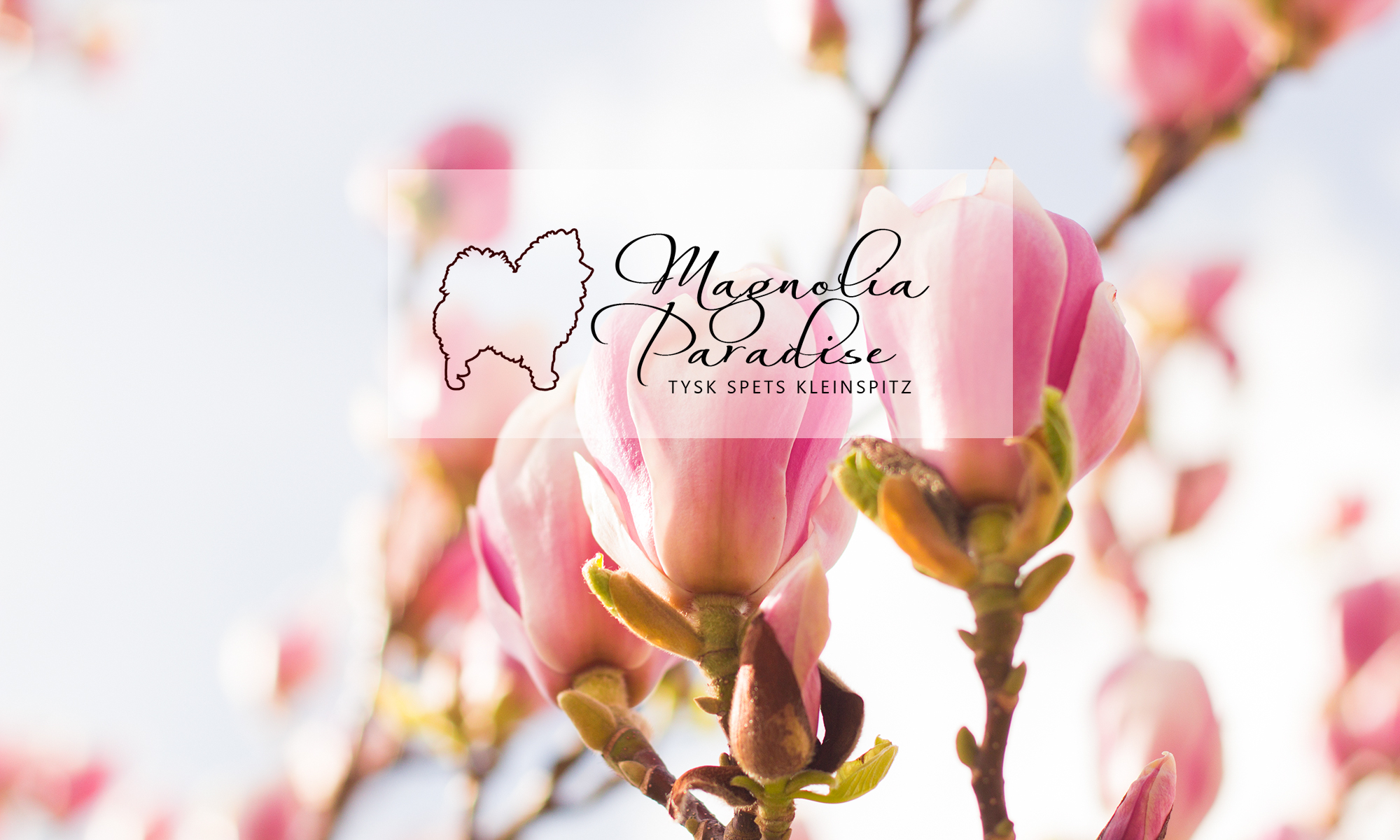Magnolia Paradise